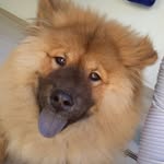 Jake - @jake.chow.chow - Instagram