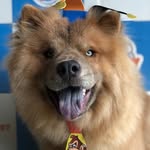 Jake mascote - @jake_chow_chow - Instagram
