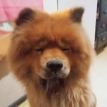 JAKE • CHOW CHOW - @jake_dmf - Instagram