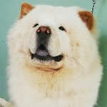Jake The Chow - @jake_thechow - Instagram