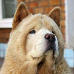 JakeChowchow - @jakechowchowbear - Instagram