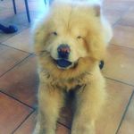 lorenzo Pisano - @chowchow_jake_official - Instagram