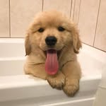 Jake Chu - @dogs_rule_this_world_ - Instagram