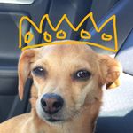 Jake Crosby - @jakey_the_traveling_chiweenie - Instagram