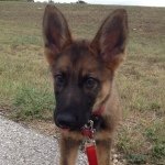Jake Darling - @jake.the.german.shepard - Instagram