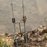 Jake Davison - @jake_davison_carp - Instagram