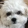 FurRealJake - @furrealjake - TikTok
