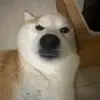 JakeFurryLoveMeowArf - @jakefurrylovemeowarf - TikTok
