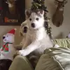 jakehines1717 - @chris_hines1720 - TikTok