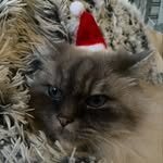 Sunny Jake Jolly - @familyy._cats - Instagram