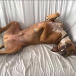 Jake the Jumper - @cupcake.jake - Instagram