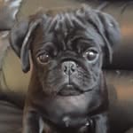 Jake keating - @jakethepug01 - Instagram