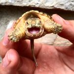 Jake Knox - @jkexotics - Instagram