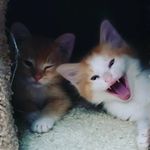 Finn & Jake of Bonney Lake - @finn.n.jake.of.bonney.lake - Instagram