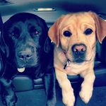Jake And Vito On The Lake - @jakeandvitoonthelake - Instagram