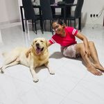 🐶“JAKE” OF LAKE ROAD KENNEL - @jake__the_labrador - Instagram