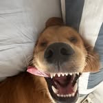 Jake le Golden • Golden Retriever - @jakelegolden - Instagram