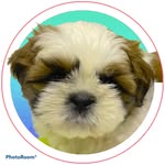 Jake Leal Aquino - @imjake_shihtzu - Instagram