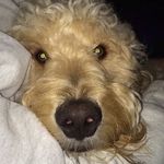 Jake Leinenkugel McCracken❤️🐶 - @jake.the.dood - Instagram