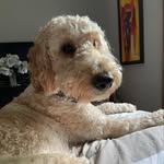 Jake Linder-Jones - @jake_the_goldendoodle_2020 - Instagram