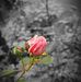 Jake Lindley - Facebook