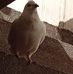 Jake Sparrow LOFT - Facebook