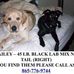 Find Jake and Bailey  Our lost pups - Facebook