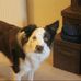 Jake LOST DOG help us - Facebook