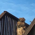 Jake and Clyde Lunde - @jakeandclydeduo - Instagram