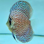 Jake Manson - @discus_fish_for_adoption - Instagram