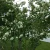 jakeErnest Maples - @jakeernest.maples - TikTok