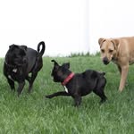 Jake, Marcy & Fergie - @3.zazzie.pups - Instagram