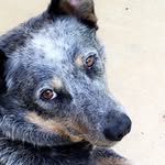 Alana Martin's Dog - @jake_martin_is_awesome - Instagram