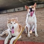 JAKE HAMILTON | ATHOS MASSA - @cachorreira2irmaos - Instagram