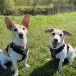 Jake & Max - @thebrothersjakeandmax - Instagram