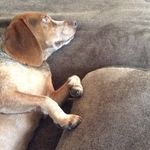 Jake Mayfield - @jakethelazybeagle - Instagram