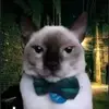 Jake McCartney - @jake.mccartney1 - TikTok