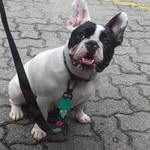 Jake Mendes - @jake_mendesbulldog_ - Instagram