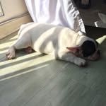 Jake Mendes - @jake_mendesdogbull - Instagram