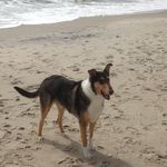 Jake Michaelson - @jake_the_smooth_collie - Instagram