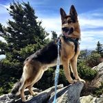 Jake Mink - @jake_the_k9_gsd - Instagram