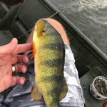 Jake Munger - @perchin1979 - Instagram