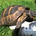Turtlesexsounds - @turtlesexsounds.jakeoberg - Instagram