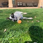 Jake Pfaff - @jake_pfaff_1 - Instagram