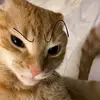 Jake - @jakearota1 - TikTok
