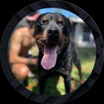 JAKE 🐾 - @jake_von_rott - Instagram