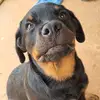 Jake - @jake_o_rott - TikTok