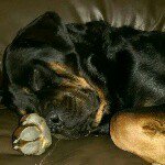 Jake - @jake_rottie - Instagram
