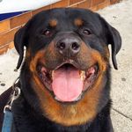 Jake - @jake_the_rottie - Instagram