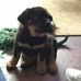 Jake the Rott - Facebook